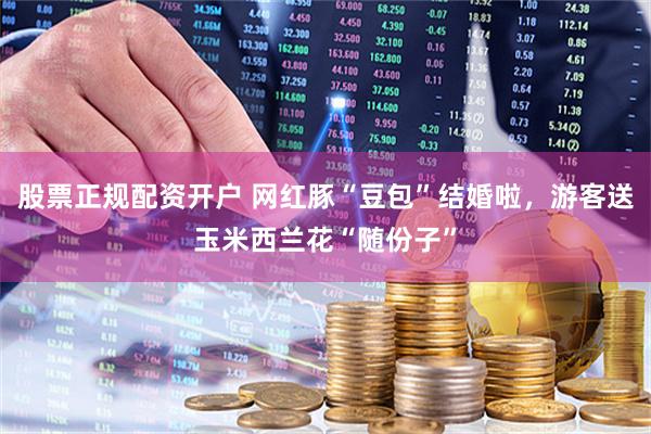 股票正规配资开户 网红豚“豆包”结婚啦，游客送玉米西兰花“随份子”